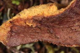 Image of dyer's polypore