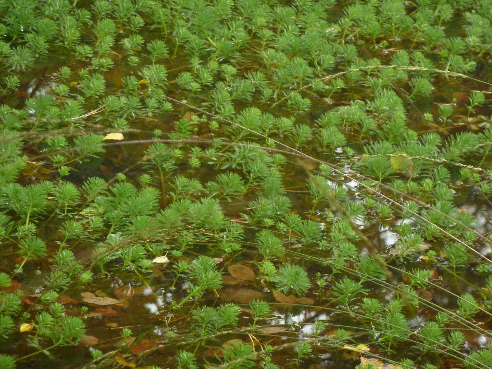 Image of parrot feather watermilfoil