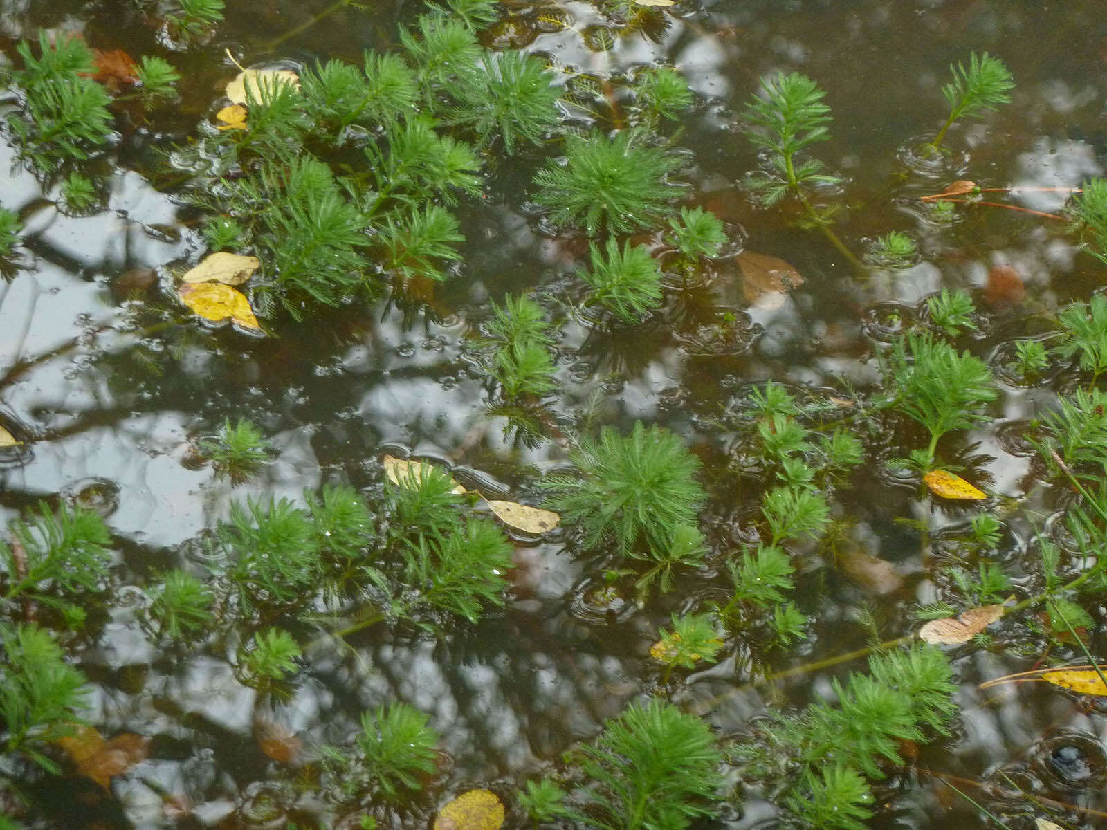 Image of parrot feather watermilfoil