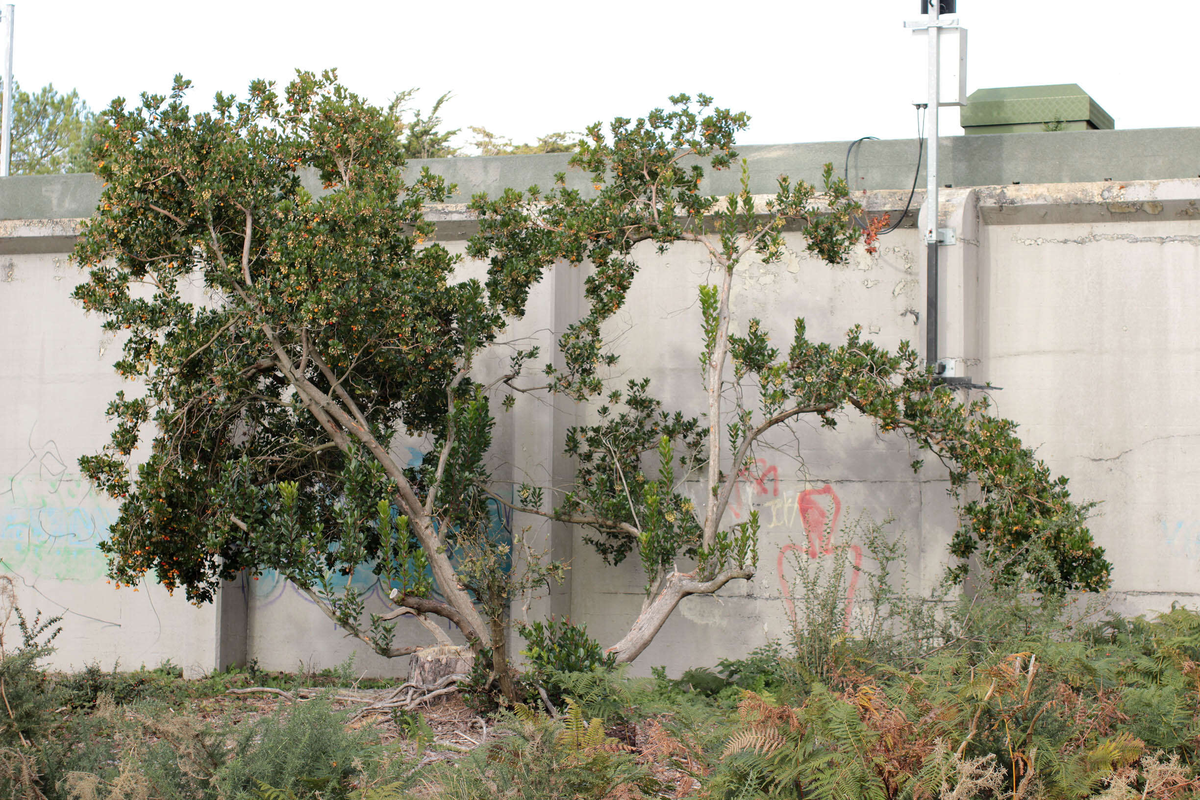 Image of strawberry tree