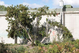 Image of strawberry tree