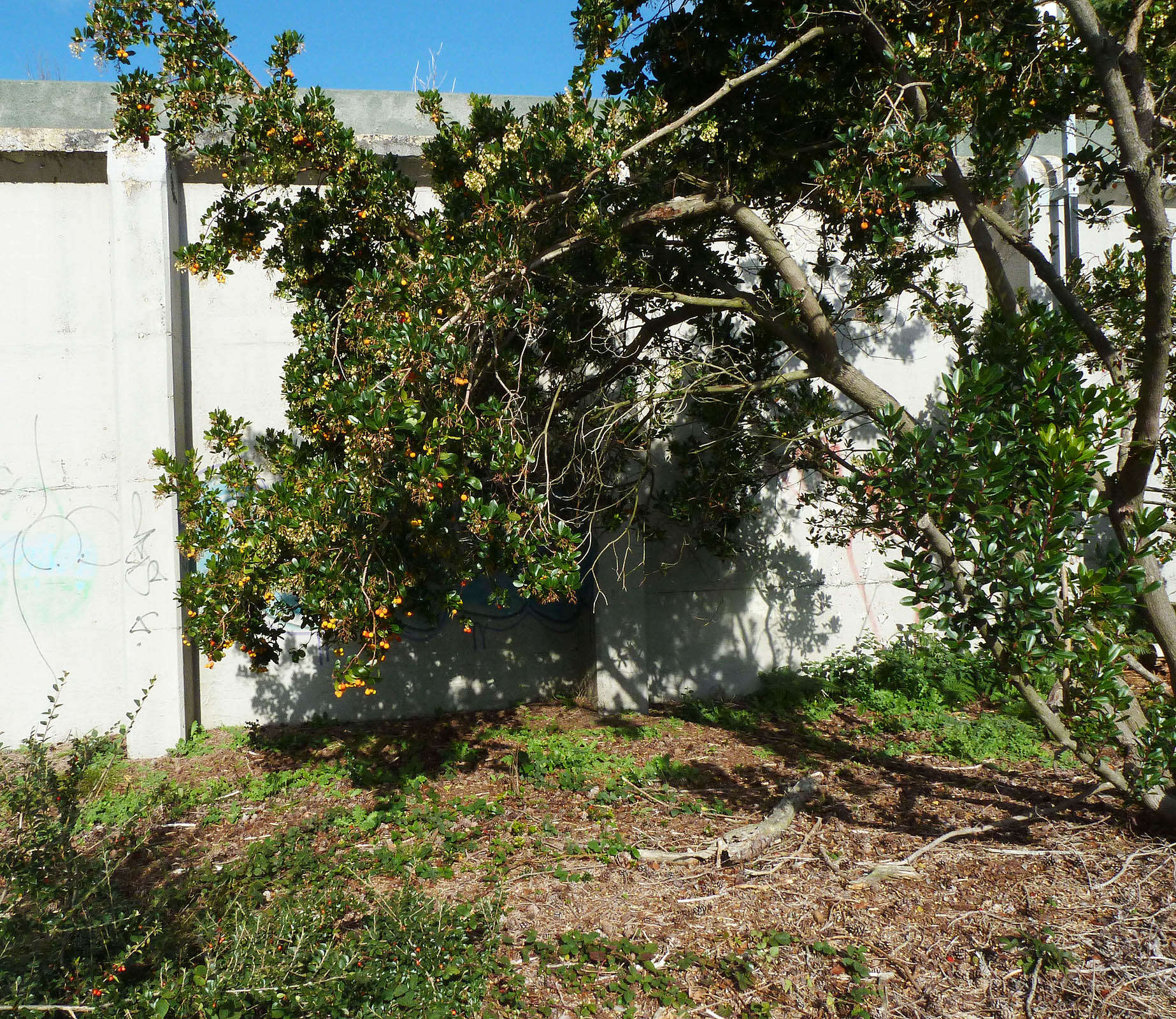 Image of strawberry tree