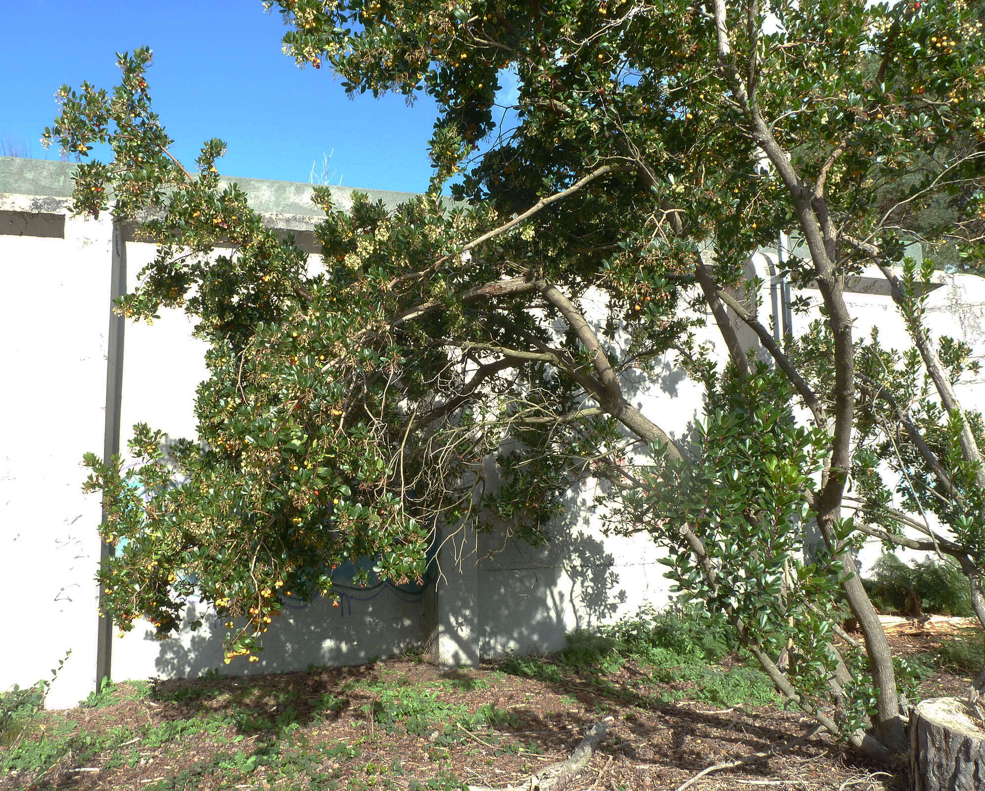 Image of strawberry tree