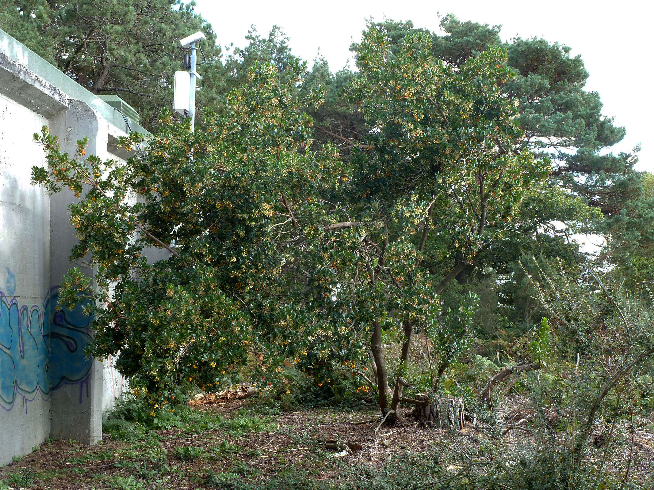 Image of strawberry tree