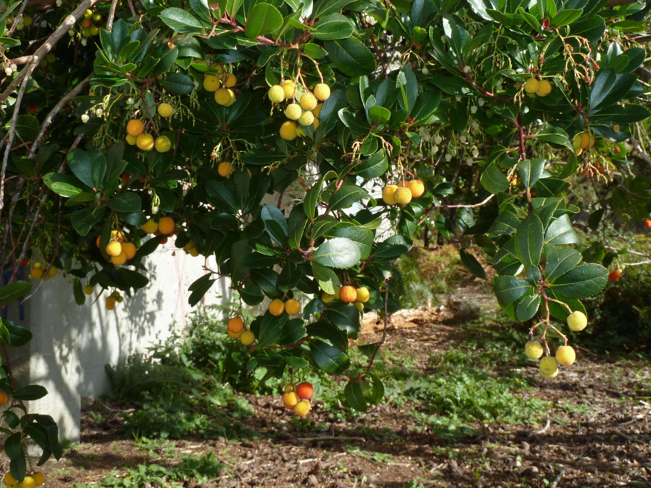 Image of strawberry tree