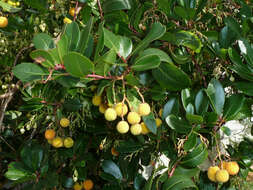 Image of strawberry tree