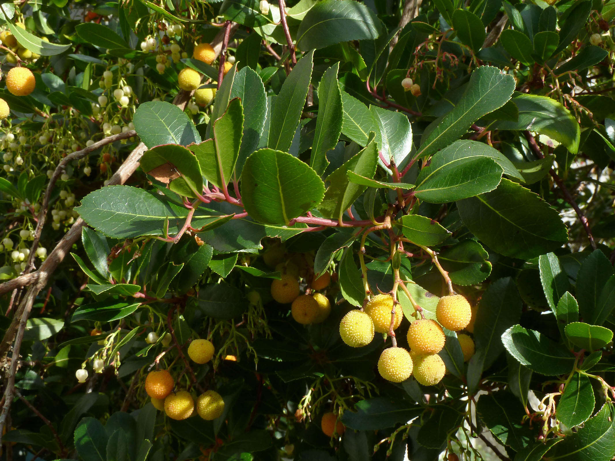 Image of strawberry tree