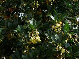 Image of strawberry tree