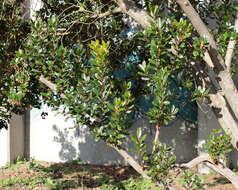 Image of strawberry tree