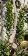 Image of strawberry tree