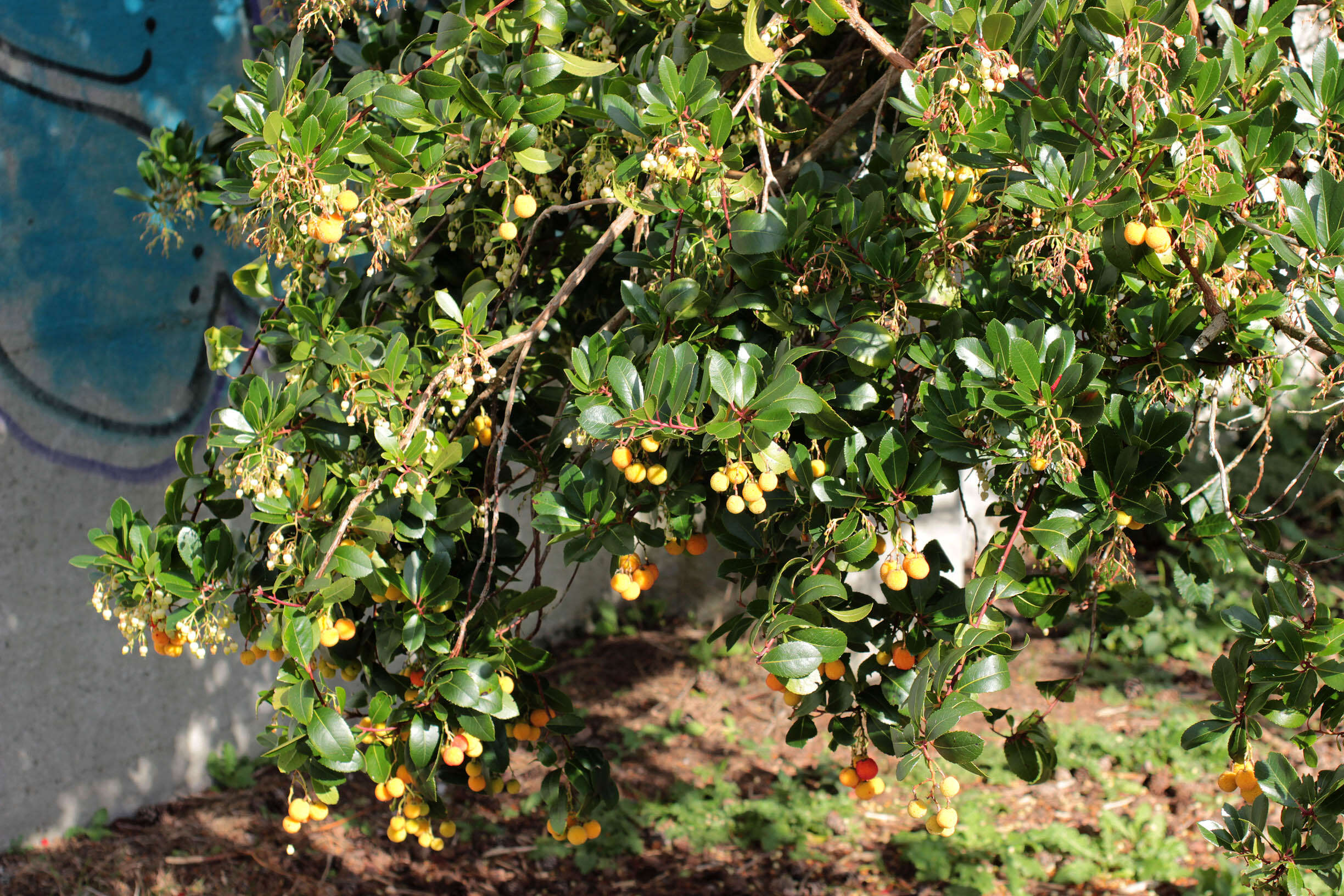 Image of strawberry tree