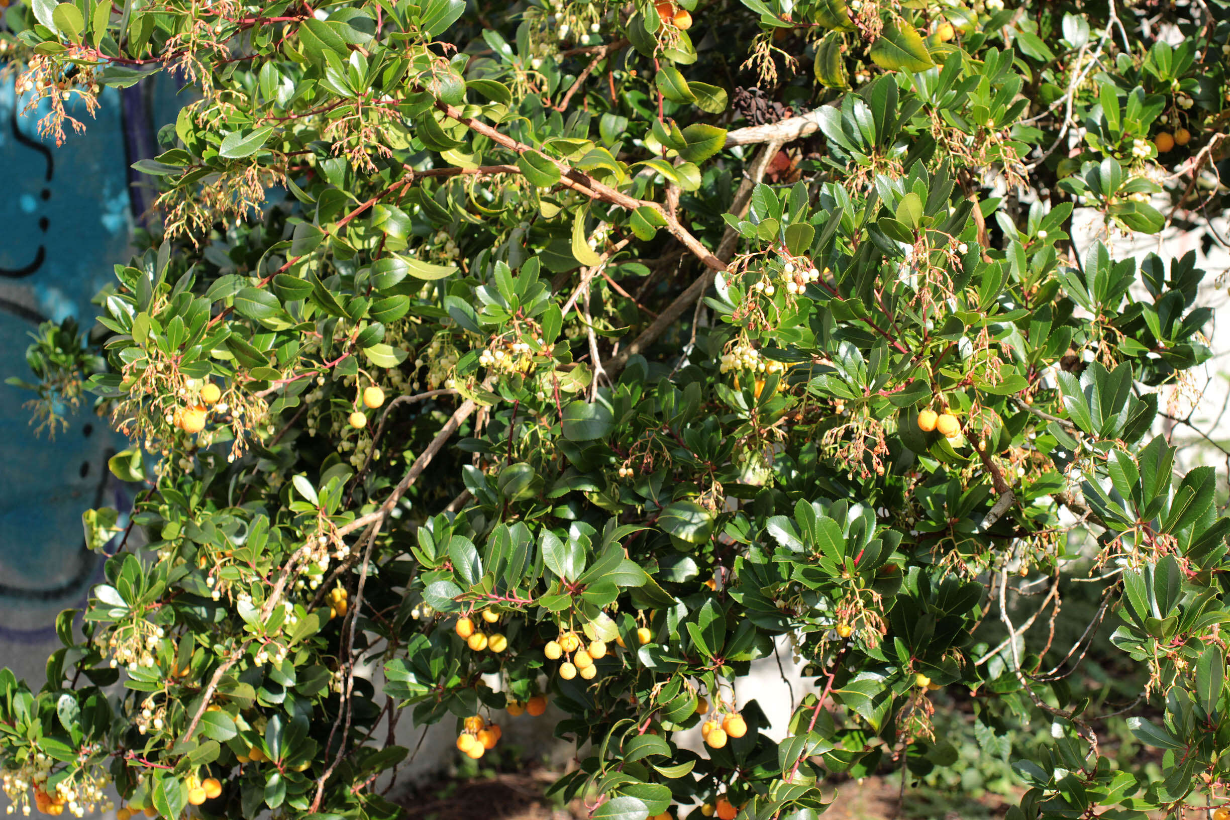 Image of strawberry tree