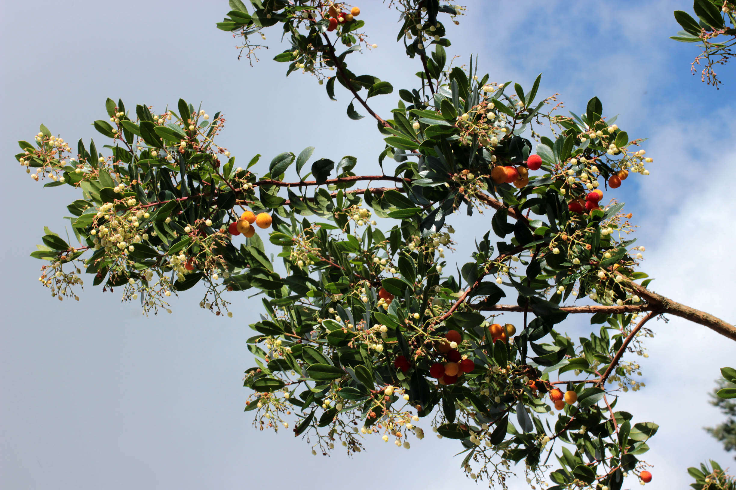 Image of strawberry tree