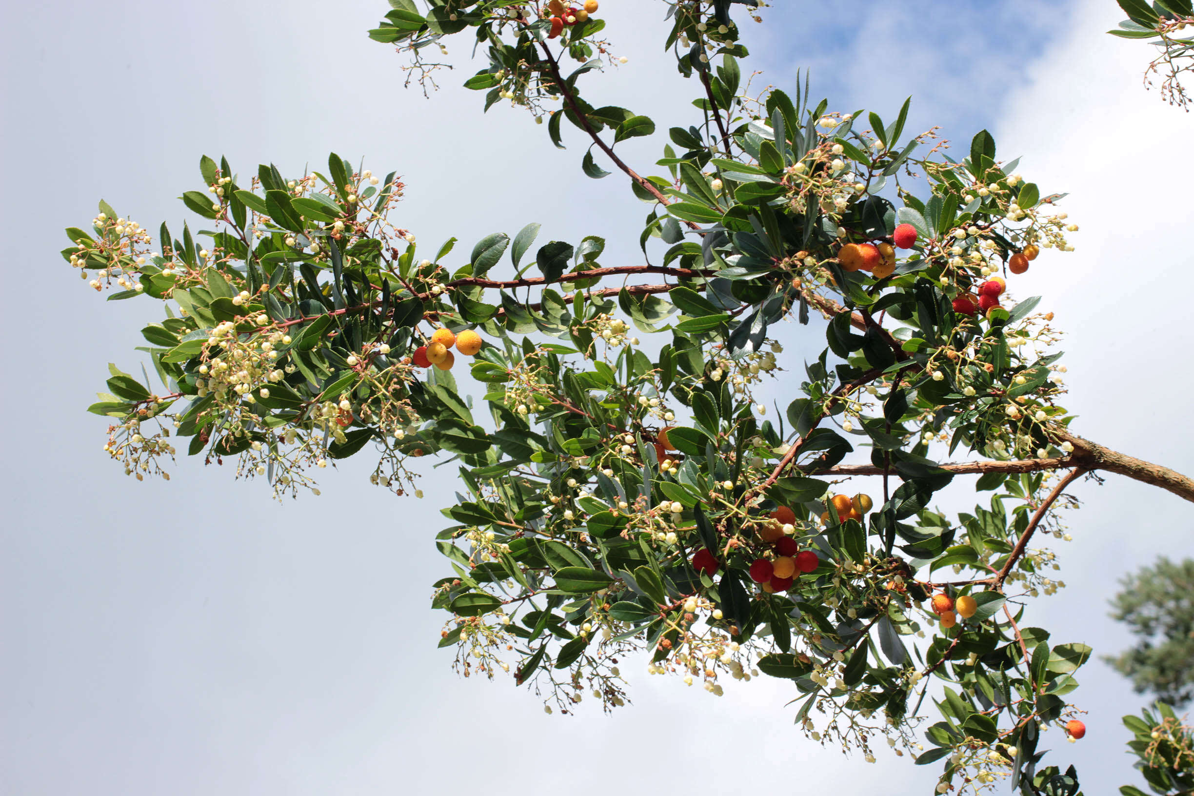 Image of strawberry tree