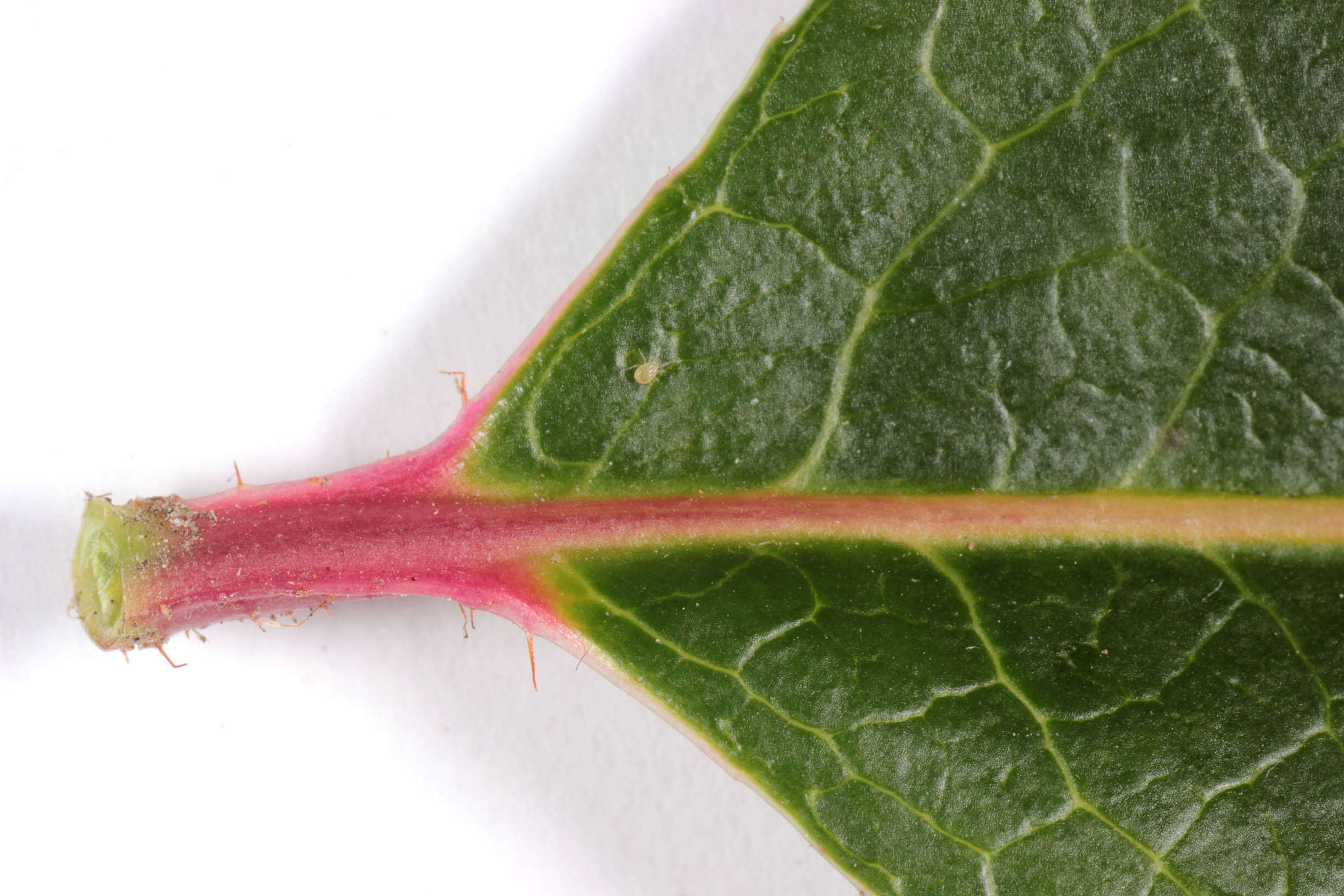 Image of strawberry tree