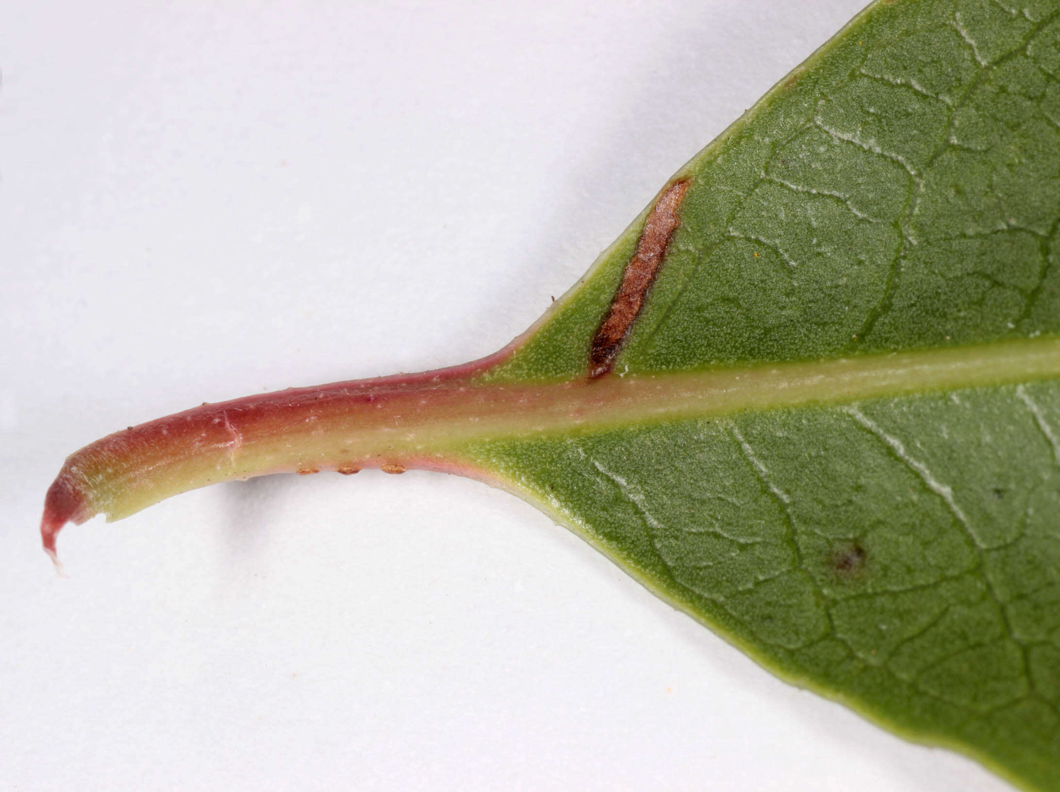 Image of strawberry tree