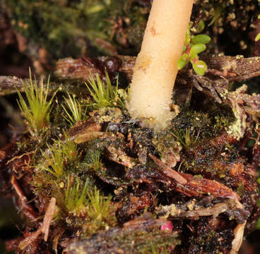 Image of Lichenomphalia umbellifera (L.) Redhead, Lutzoni, Moncalvo & Vilgalys 2002