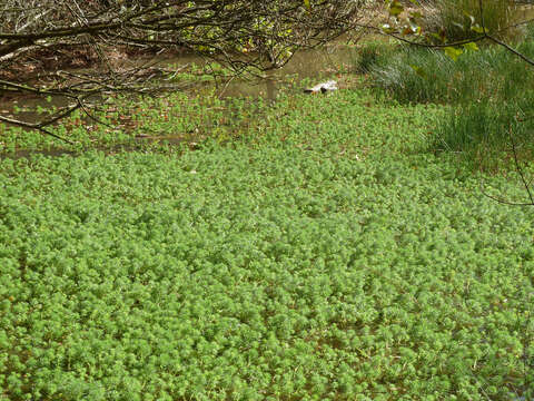 Image of parrot feather watermilfoil