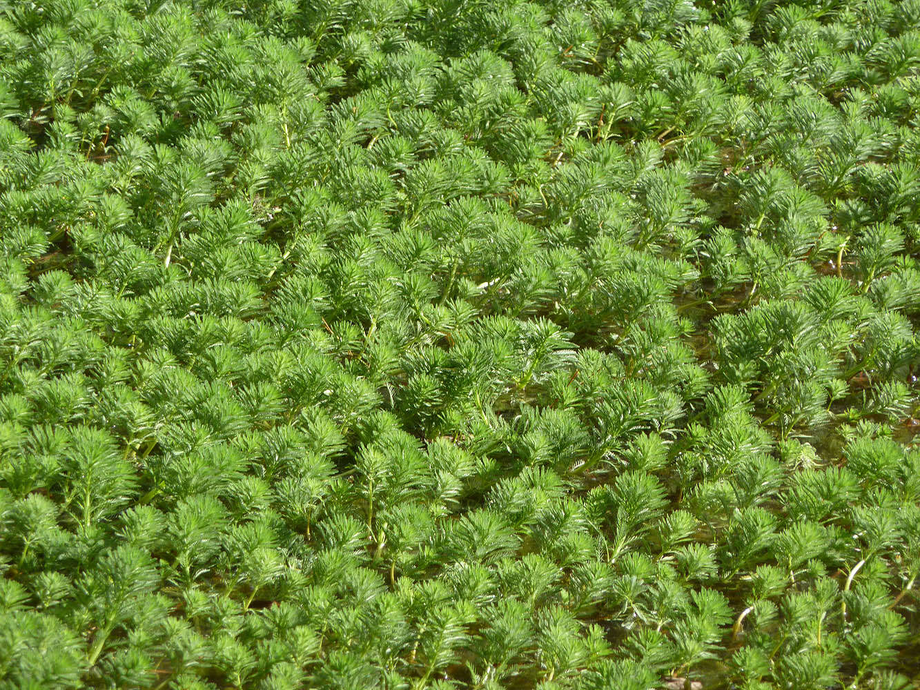 Image of parrot feather watermilfoil