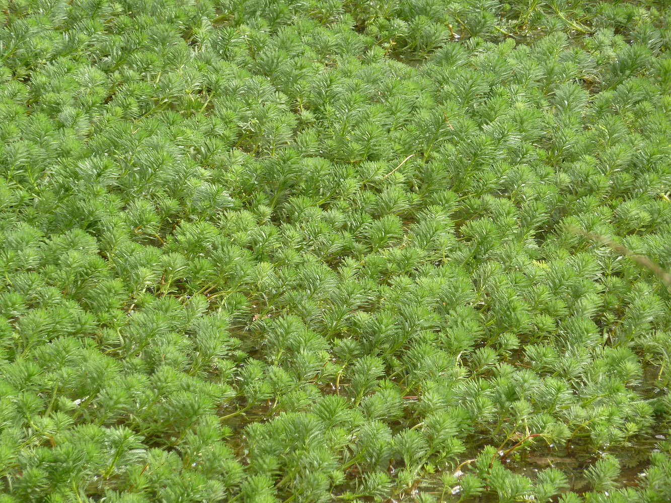 Image of parrot feather watermilfoil