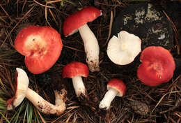 Image of Russula emetica (Schaeff.) Pers. 1796