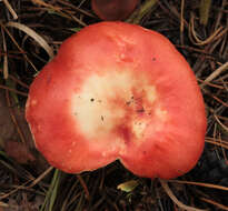 Image of Russula emetica (Schaeff.) Pers. 1796