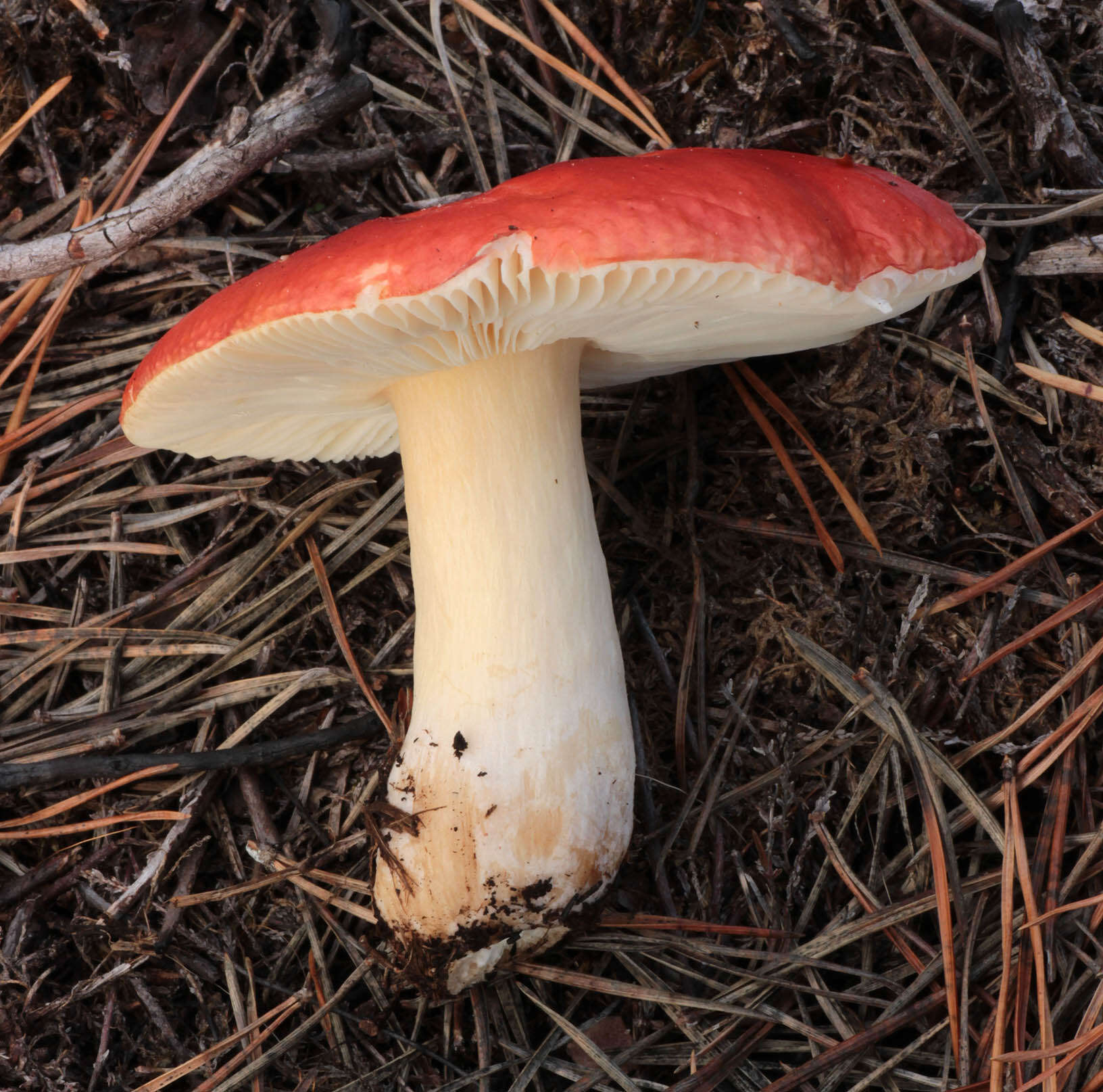 Image of Russula emetica (Schaeff.) Pers. 1796