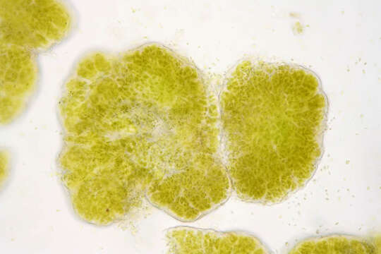 صورة Lichenomphalia umbellifera (L.) Redhead, Lutzoni, Moncalvo & Vilgalys 2002