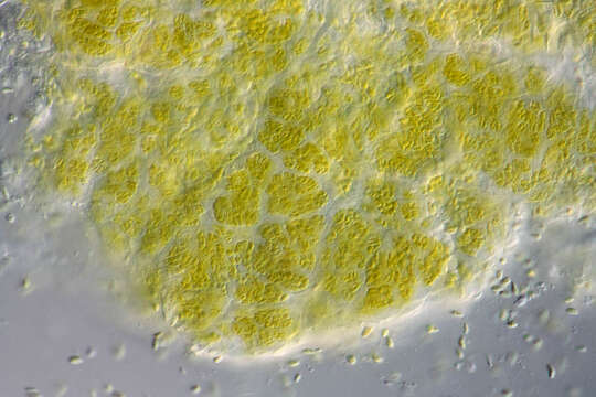 صورة Lichenomphalia umbellifera (L.) Redhead, Lutzoni, Moncalvo & Vilgalys 2002