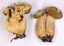 Image of Boletus