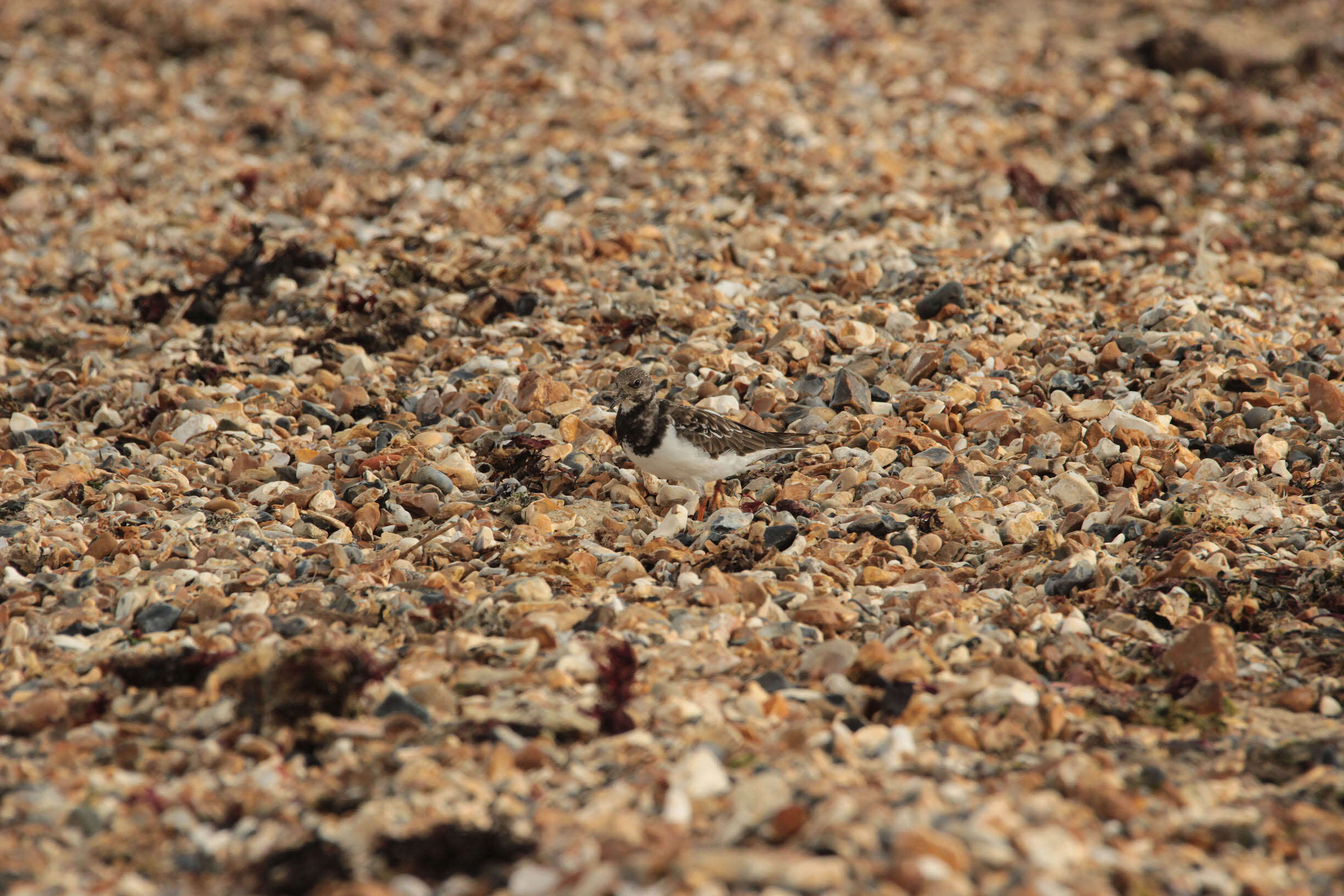 Image of Ruddy Turnstone