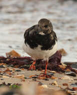 Image of Ruddy Turnstone