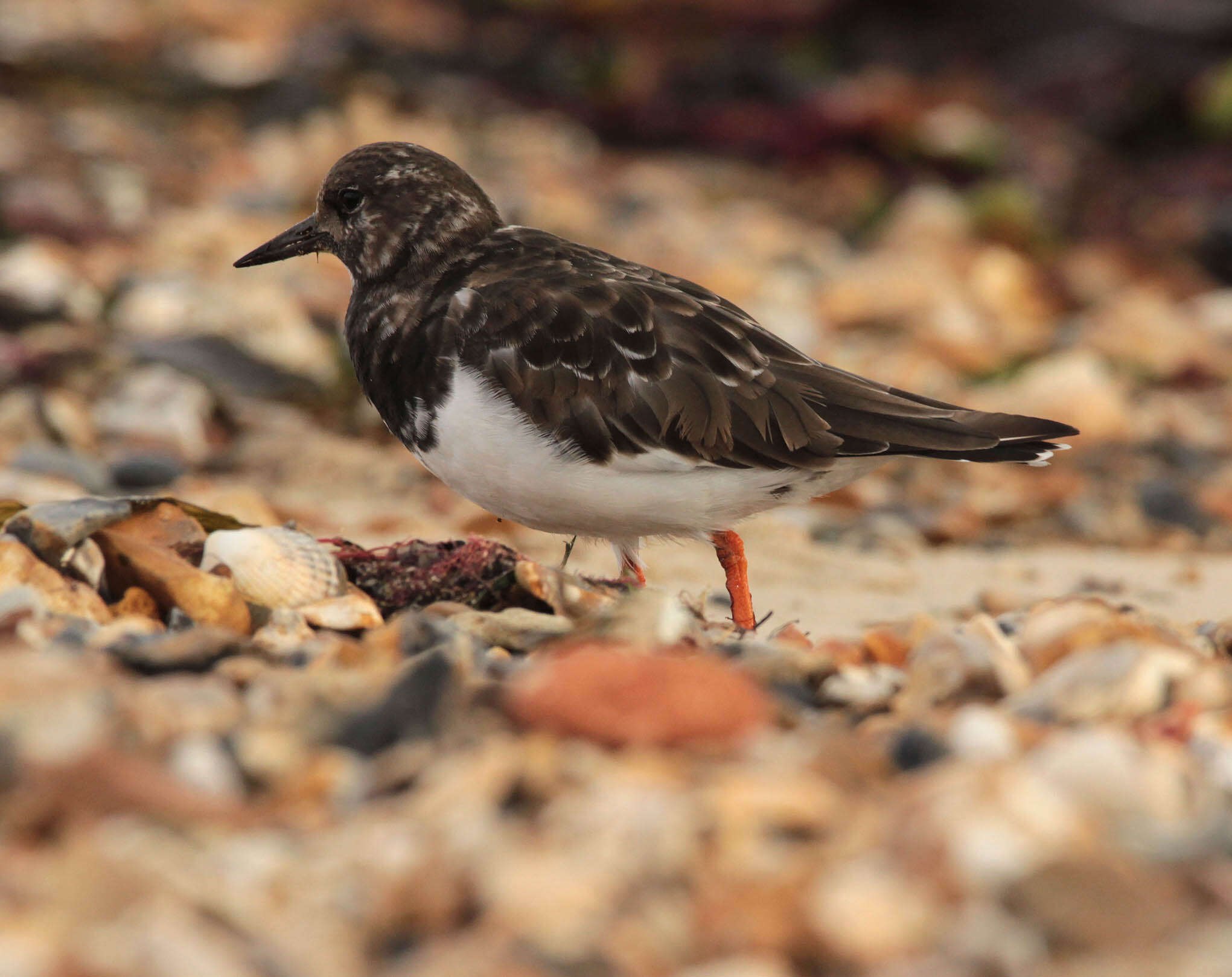 Imagem de Arenaria interpres (Linnaeus 1758)