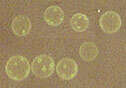 Image of Volvox aureus
