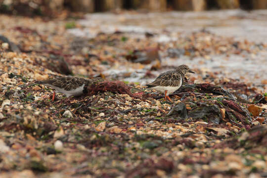 Image of Ruddy Turnstone