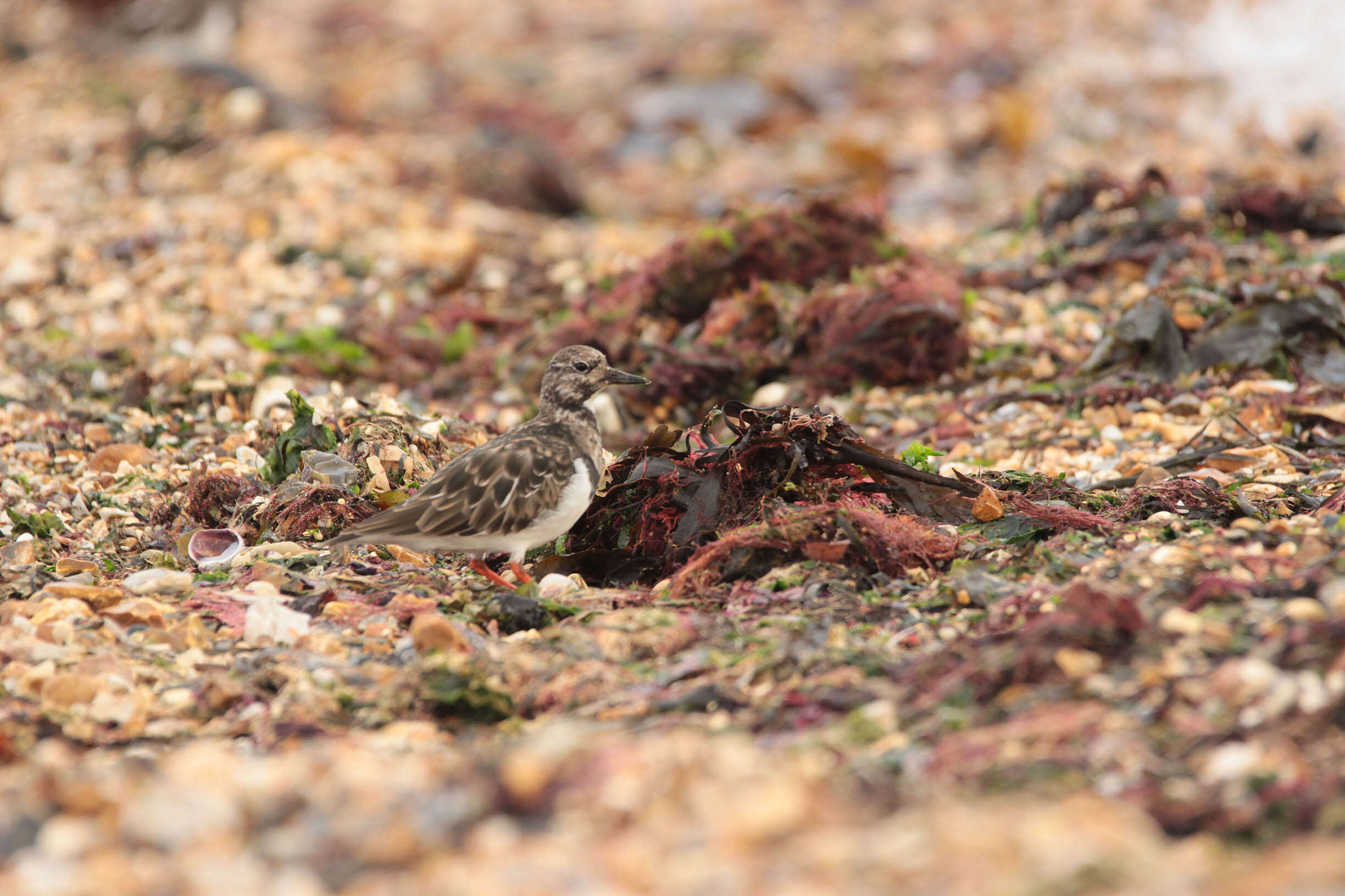 Image of Ruddy Turnstone