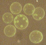 Image of Volvox aureus