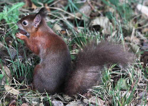 Image of Eurasian red squirrel