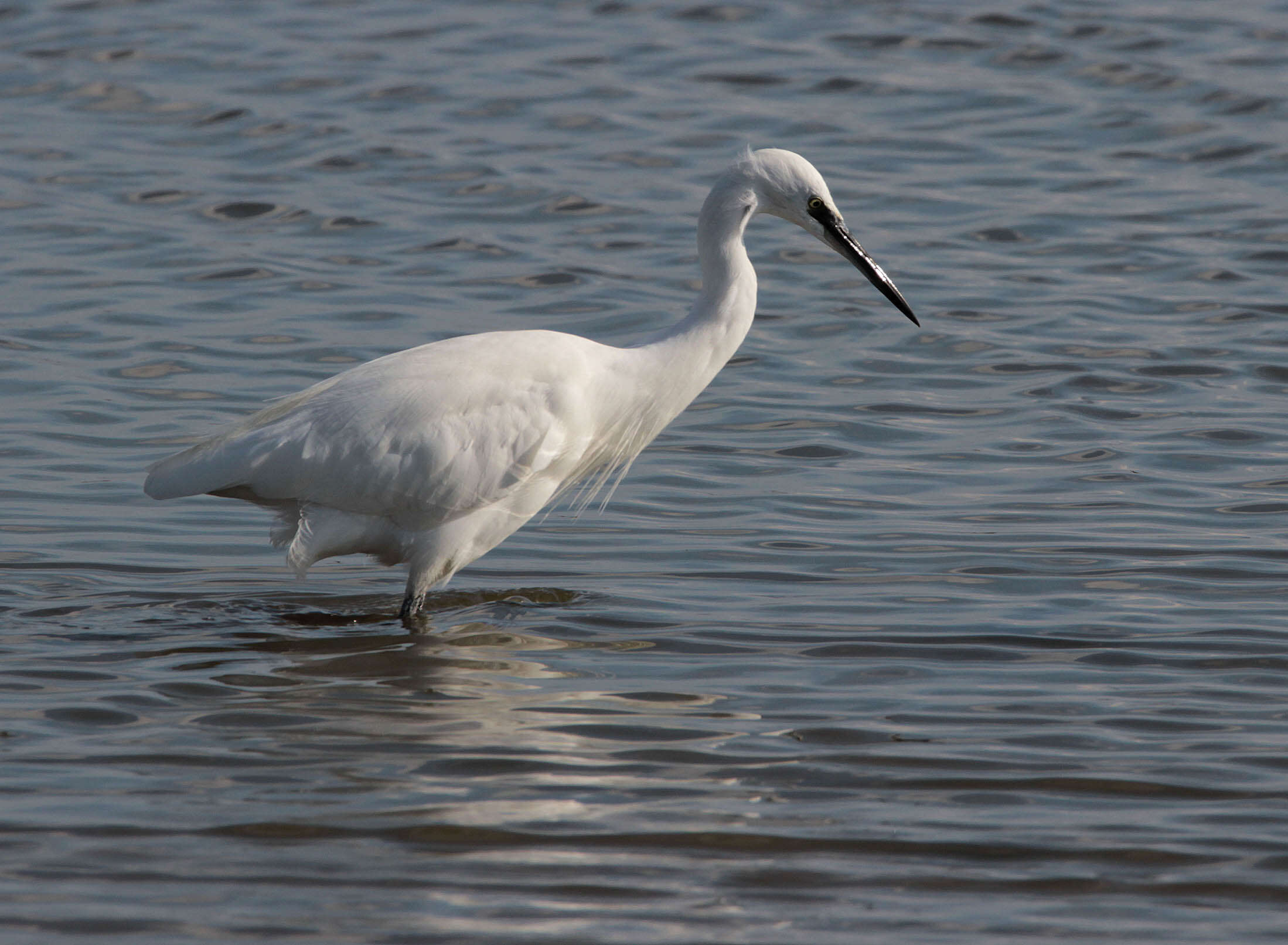 Image of Little Egret