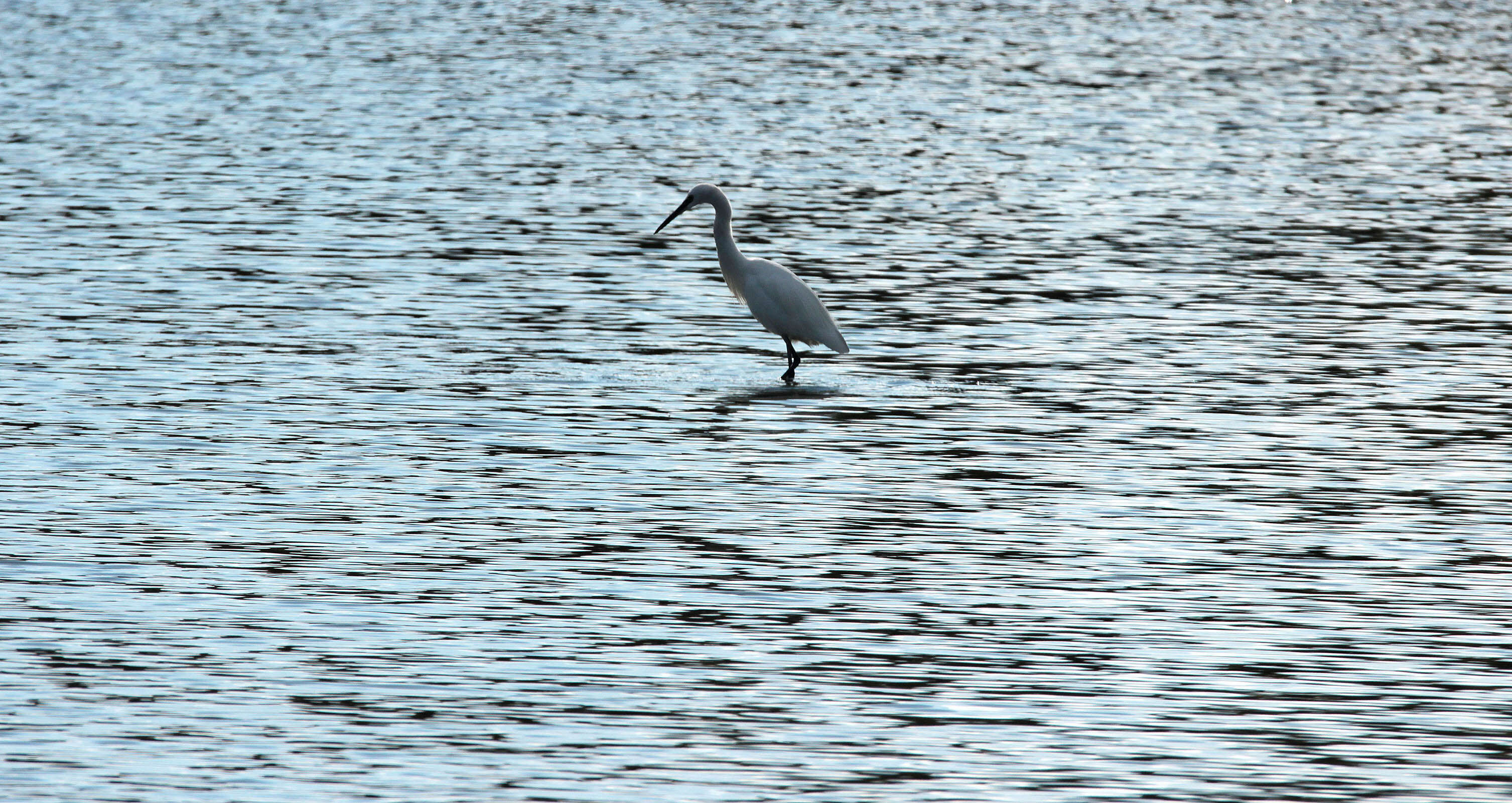 Image of Little Egret