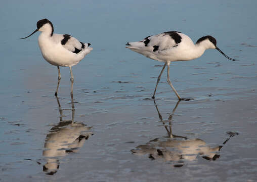 Image de Avocette à tête noire