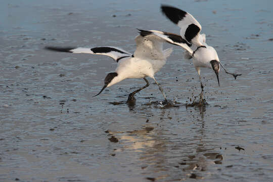 Image de Avocette à tête noire