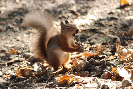 Image of Eurasian red squirrel