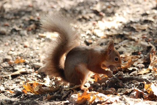 Image of Eurasian red squirrel