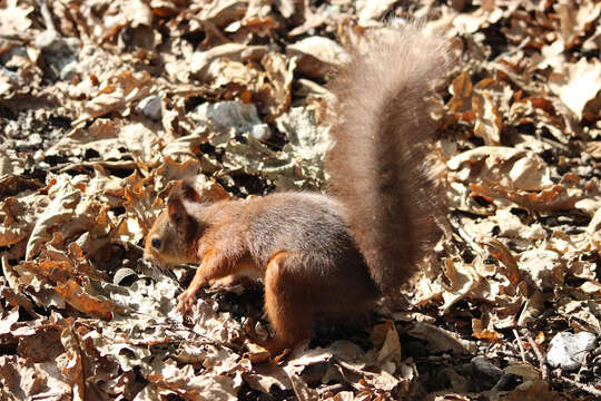 Image of Eurasian red squirrel