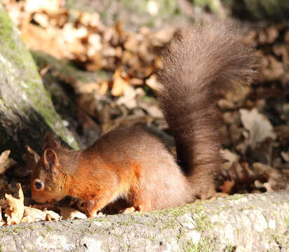 Image of Eurasian red squirrel