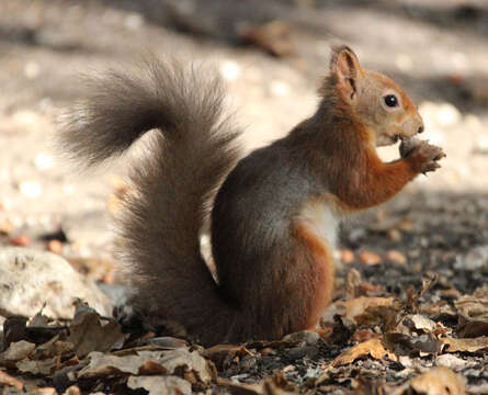 Image of Eurasian red squirrel