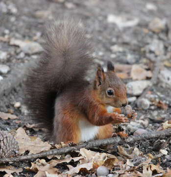 Image of Eurasian red squirrel