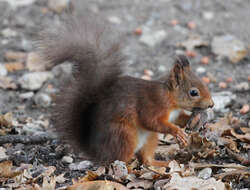 Image de écureuil, écureuil rouge