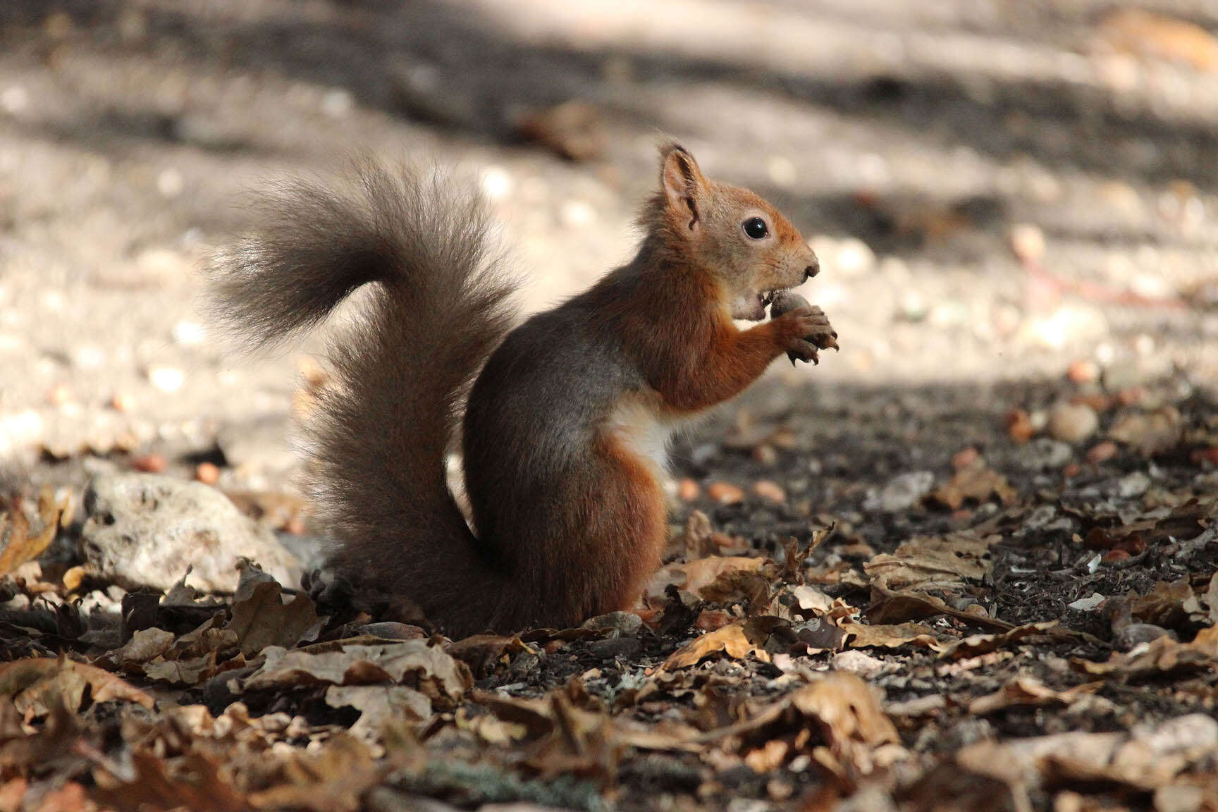 Image de écureuil, écureuil rouge